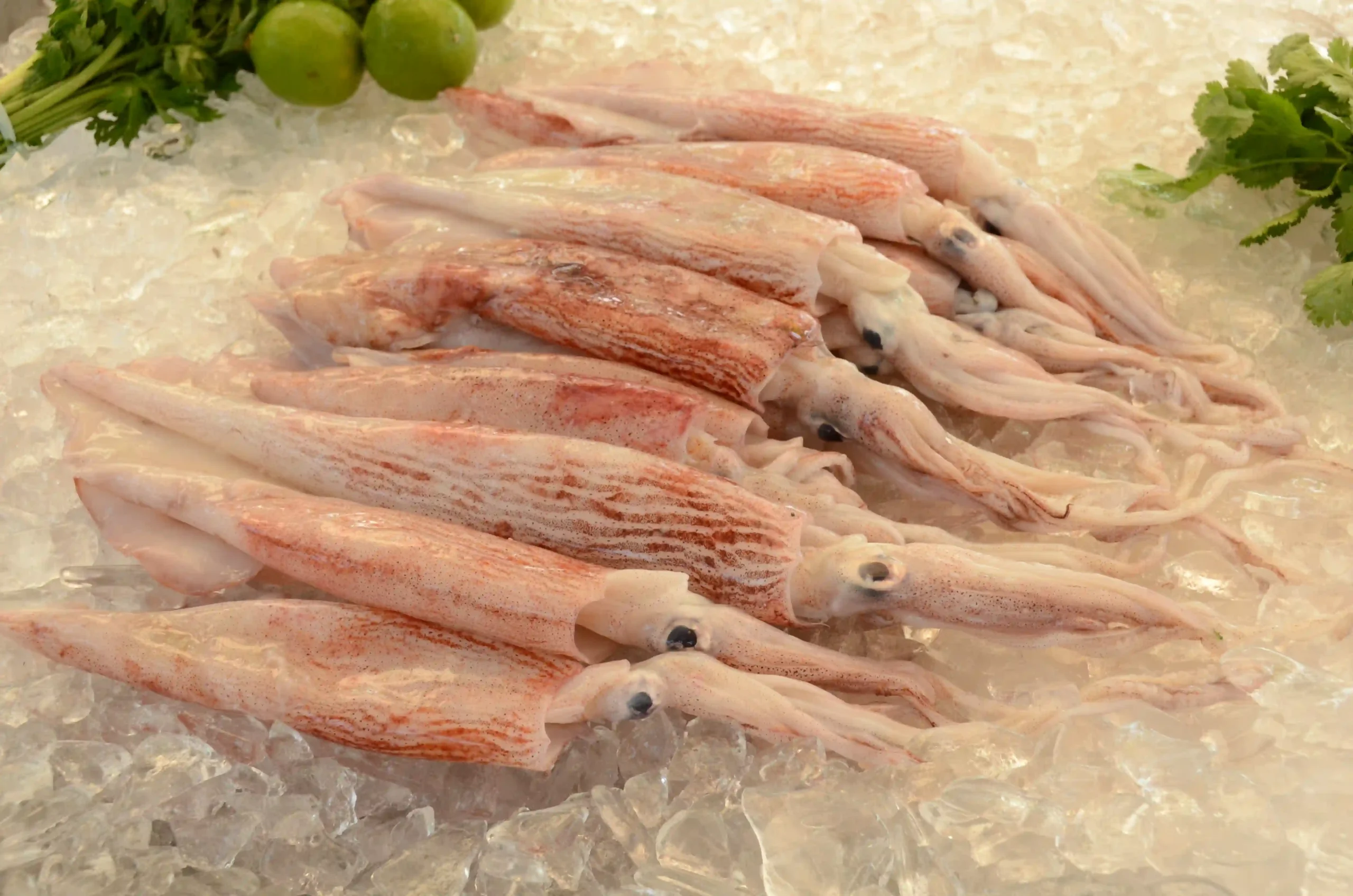 Moluscos e frutos do mar