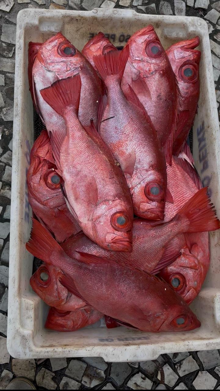 Peixes frescos